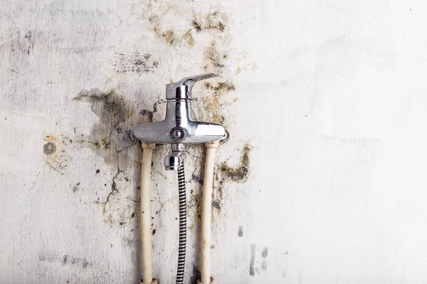 Best Affordable Mold Removal  in Windsor Heights, IA
