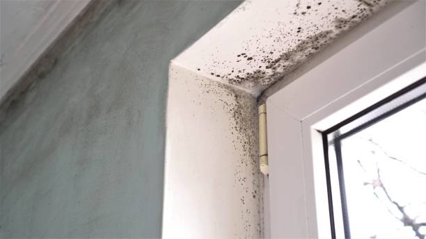 Best Mold Testing and Removal  in Windsor Heights, IA