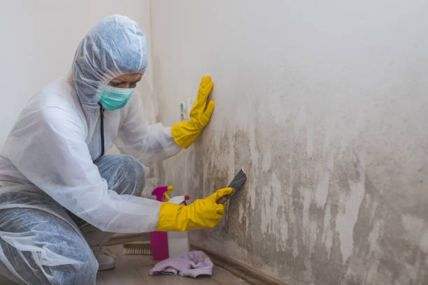 Best Crawl Space Mold Removal  in Windsor Heights, IA