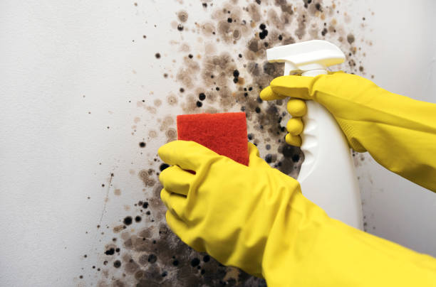 Best Residential Mold Removal  in Windsor Heights, IA