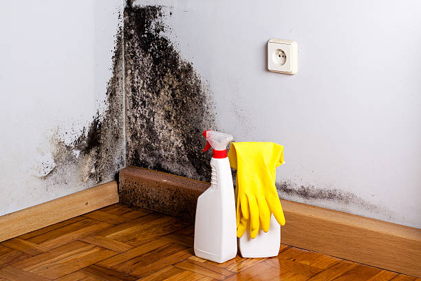 Best Toxic Mold Removal  in Windsor Heights, IA
