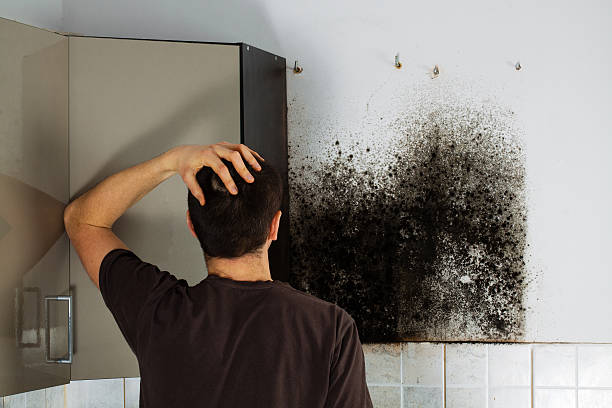 Best Emergency Mold Removal  in Windsor Heights, IA